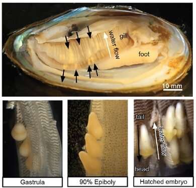 Embryos of the bitterling perform a somersault—this represents new information a<em></em>bout natural selection