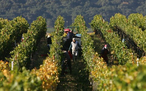 Chile produces 1.2 billion litres of wine a year
